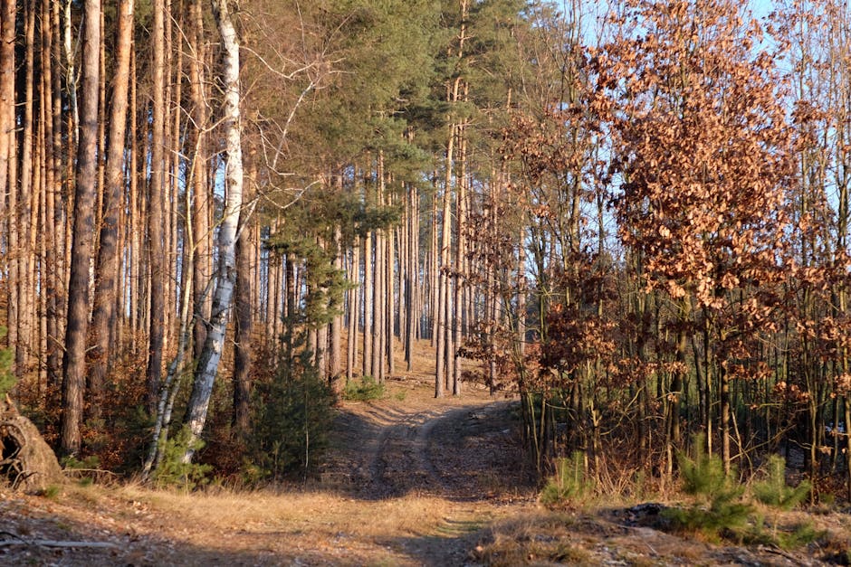 A serene forest path bordered by tall trees in warm autumn light.