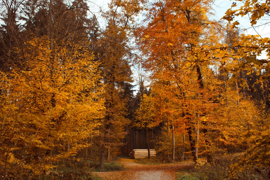 A serene forest path surrounded by vibrant autumn foliage, perfect for fall imagery.
