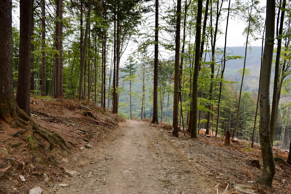 A tranquil dirt path winds through a vibrant forest, offering a sense of peace and natural beauty.