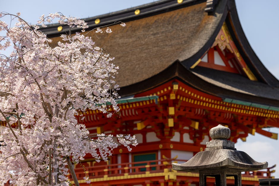 Cherry blossom tree in full bloom at a traditional Japanese temple during springtime.