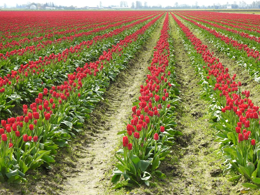 Expansive field of blooming red tulips under a clear sky, showcasing natural beauty and symmetry.