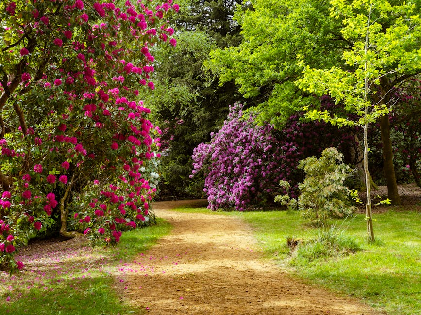 A serene garden path surrounded by vibrant pink rhododendrons and lush greenery.