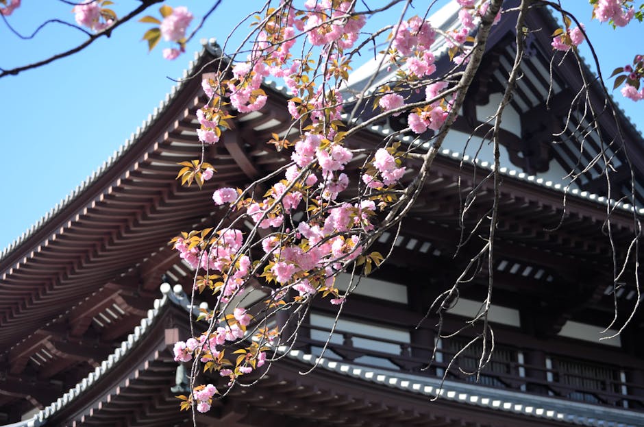 Vibrant cherry blossoms in full bloom against a traditional temple roof under a clear blue sky.