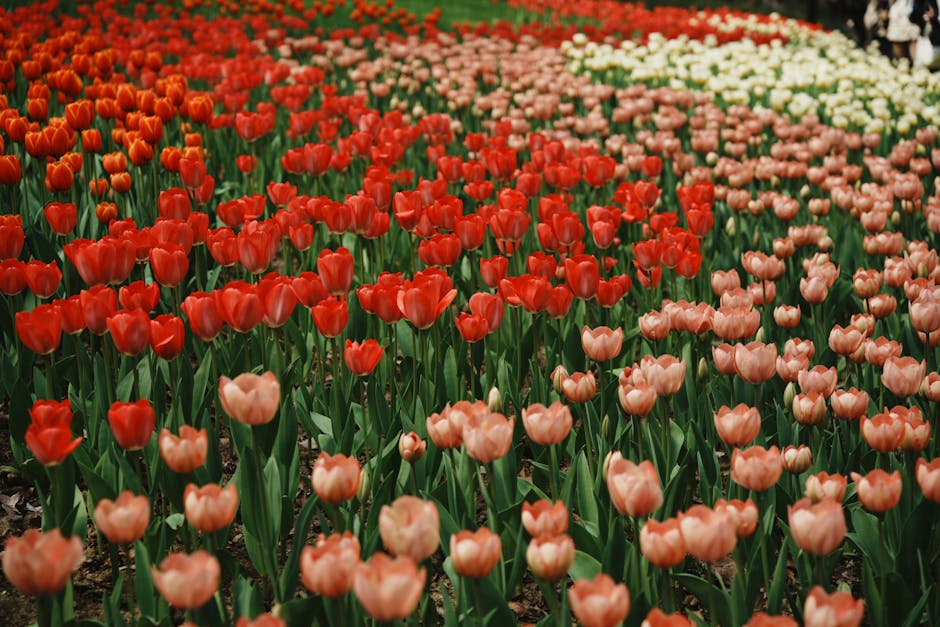 Colorful tulip garden with red, pink, and white blooms in spring sunlight.