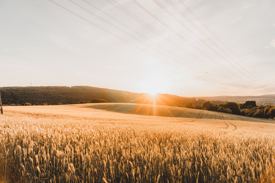 Beautiful golden wheat field basking in the warm sunset light with hills in the background.