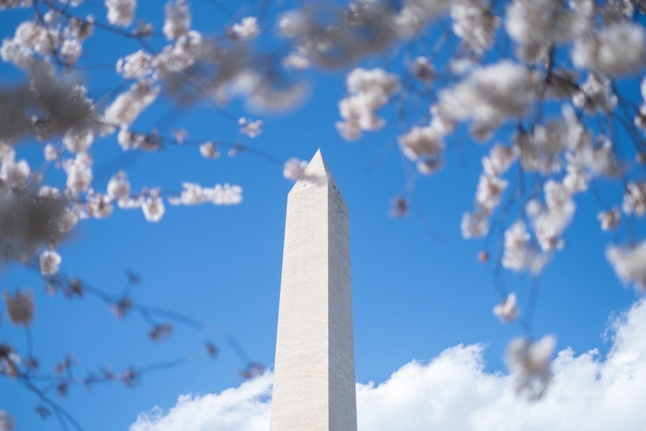 The Washington Monument framed by blooming cherry blossoms at the National Mall, Washington, DC.