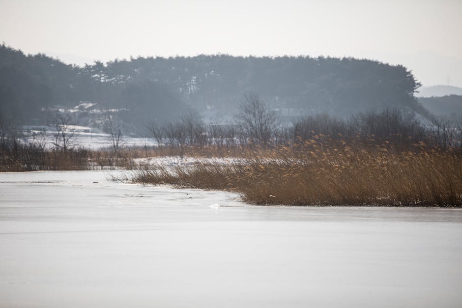 Serene winter landscape of a frozen lake surrounded by rushes and trees in Yangyang, South Korea.