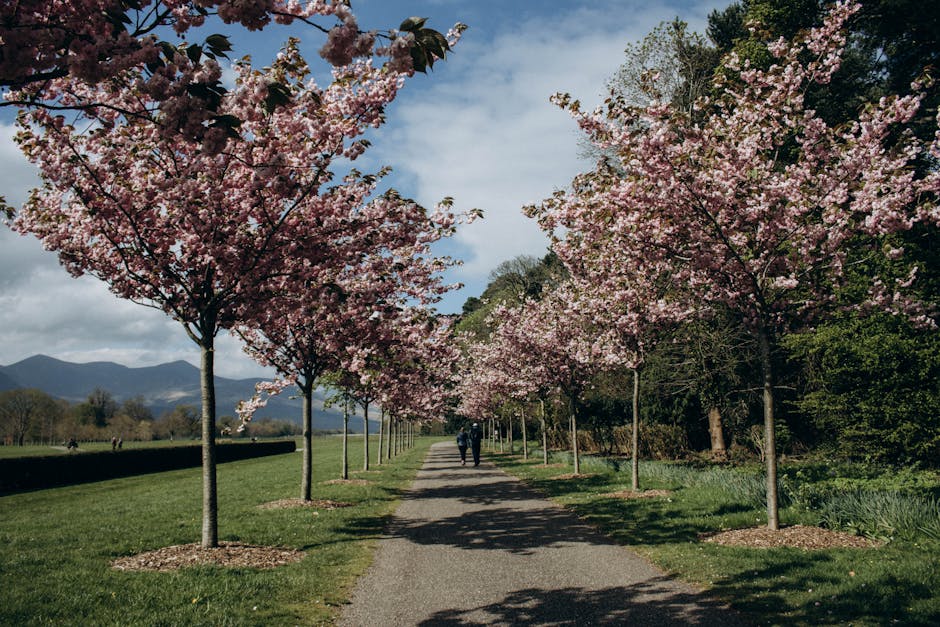 A scenic park path lined with blooming cherry blossom trees in springtime, two people walking.