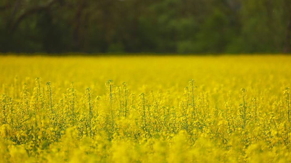 A vibrant field of blooming rapeseed flowers with a lush green background during daytime.