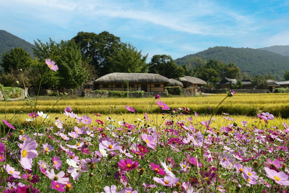 Beautiful pink cosmos flowers bloom with traditional thatched houses in a rural countryside setting.