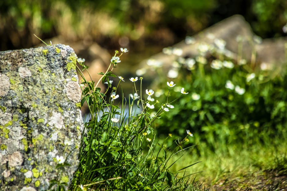 Vibrant white flowers growing near a textured stone in a sunlit garden