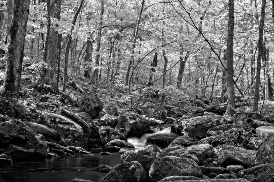 Tranquil black and white forest scene with a gentle stream flowing through rocks.