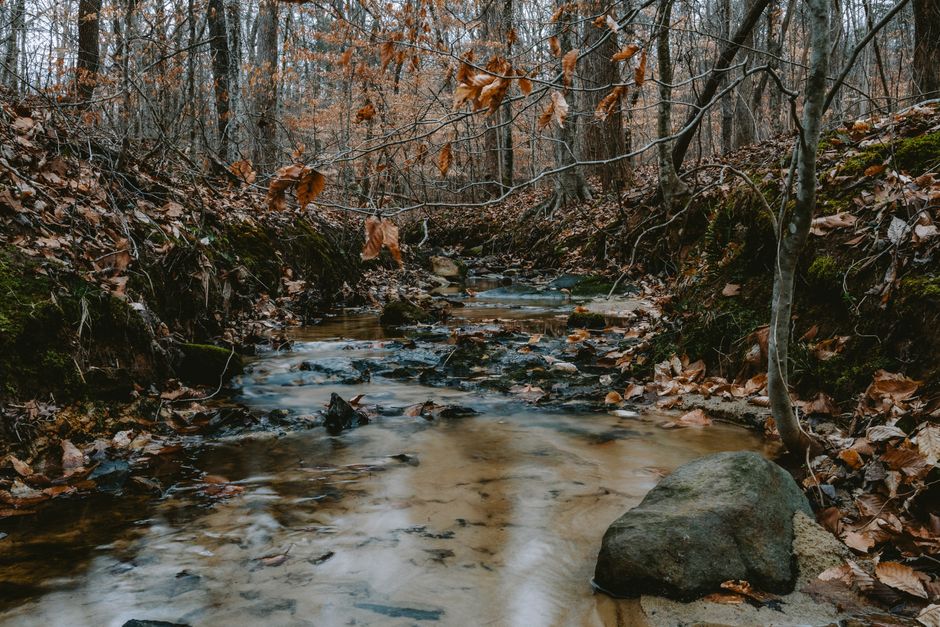A tranquil creek runs through a forest filled with autumn leaves, creating a serene natural scene.