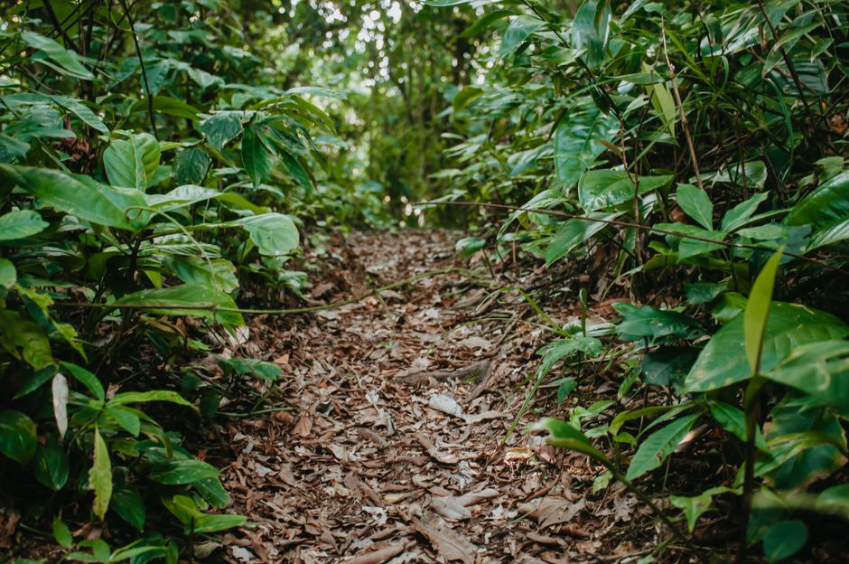 A serene forest path surrounded by vibrant foliage on a summer day.