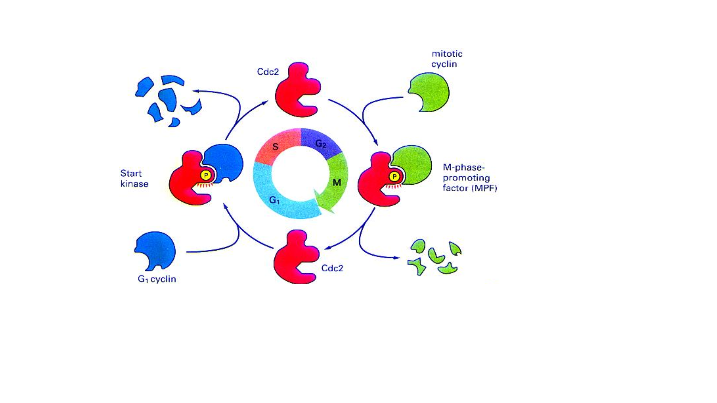 cdc2 activation cycle