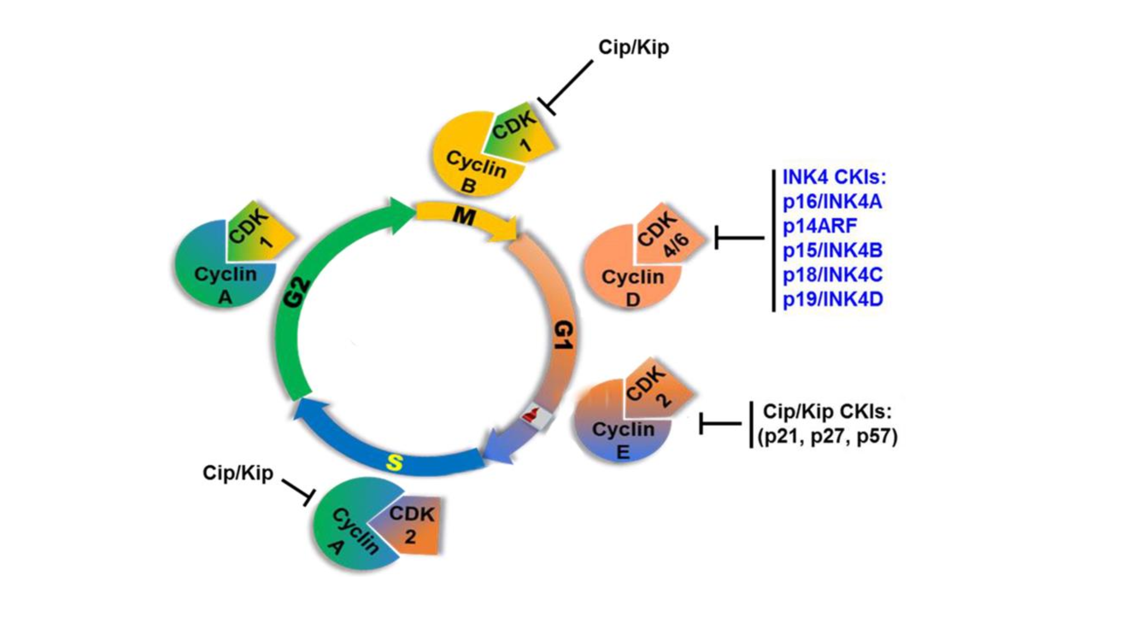 cdk inhibitors