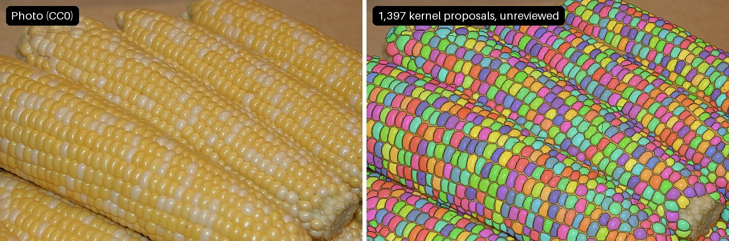 A CC0 photo of corn beside the skill's 1,397 kernel outlines, one colour each
