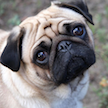 Pug Bomb icon