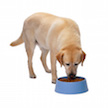 The Dog Feeder icon