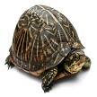 Turtle Trivia icon