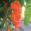 Chili Pepper Nut icon