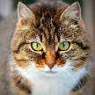 Cat Facts icon