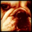 funBulldogFacts icon