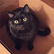 Cat Facts icon