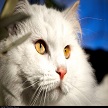 Random Cat Facts icon