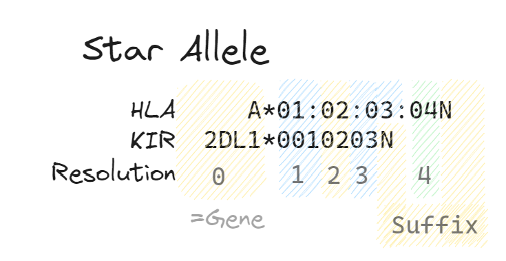 allele