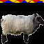 Rabid Sheep