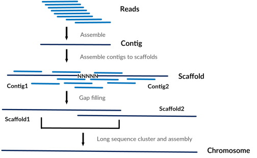 read→chromosomes