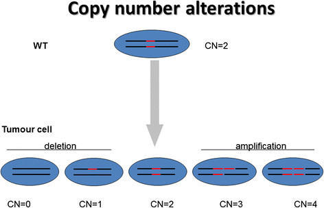 Copy Number alterations. WT cell, since diploid organisms, carry two&hellip; |  Download Scientific Diagram