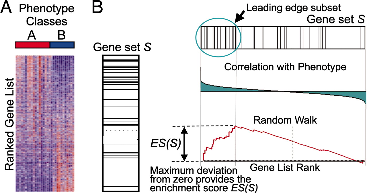 Gene set enrichment analysis: A knowledge-based approach for interpreting  genome-wide expression profiles | PNAS