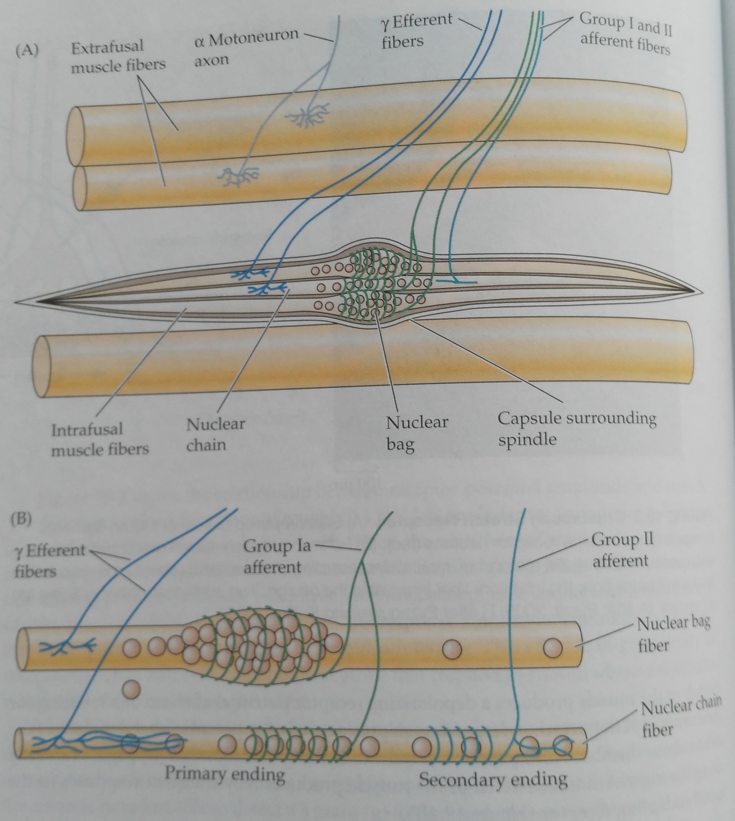 innervation