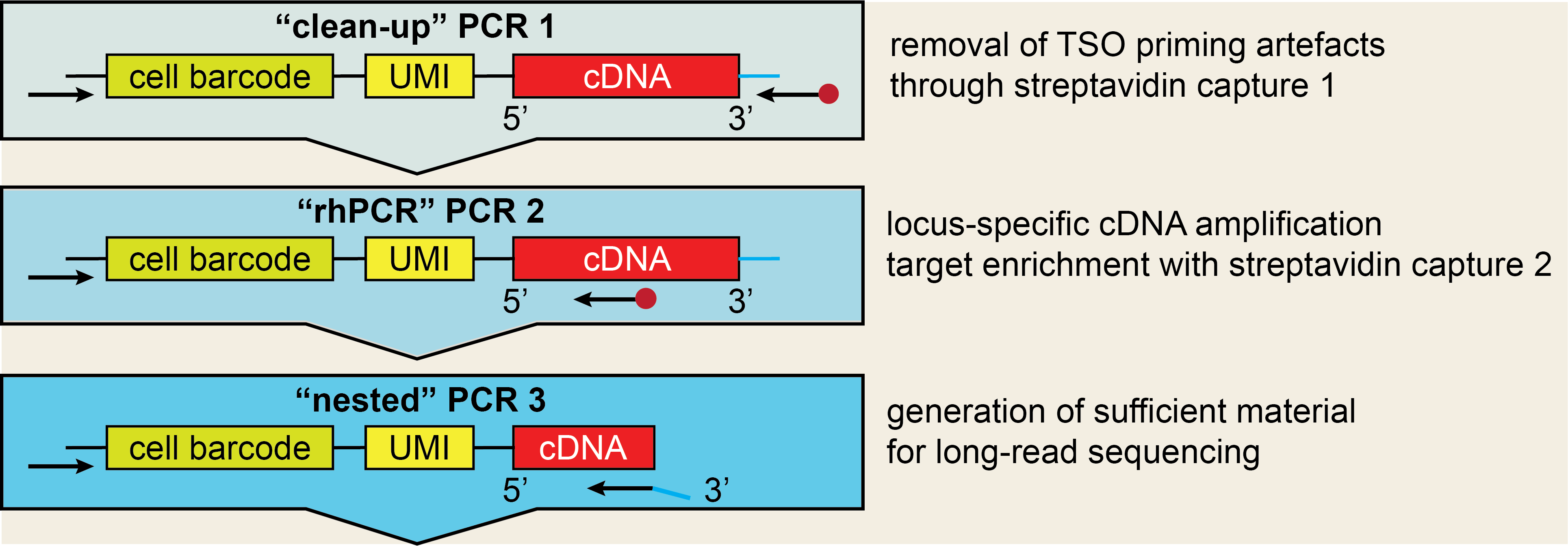 PCR scheme