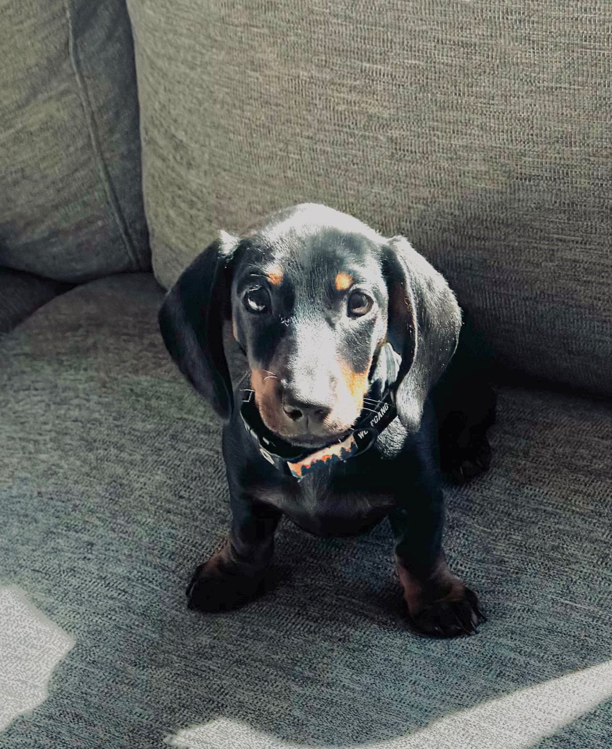 Weezer the Dachshund