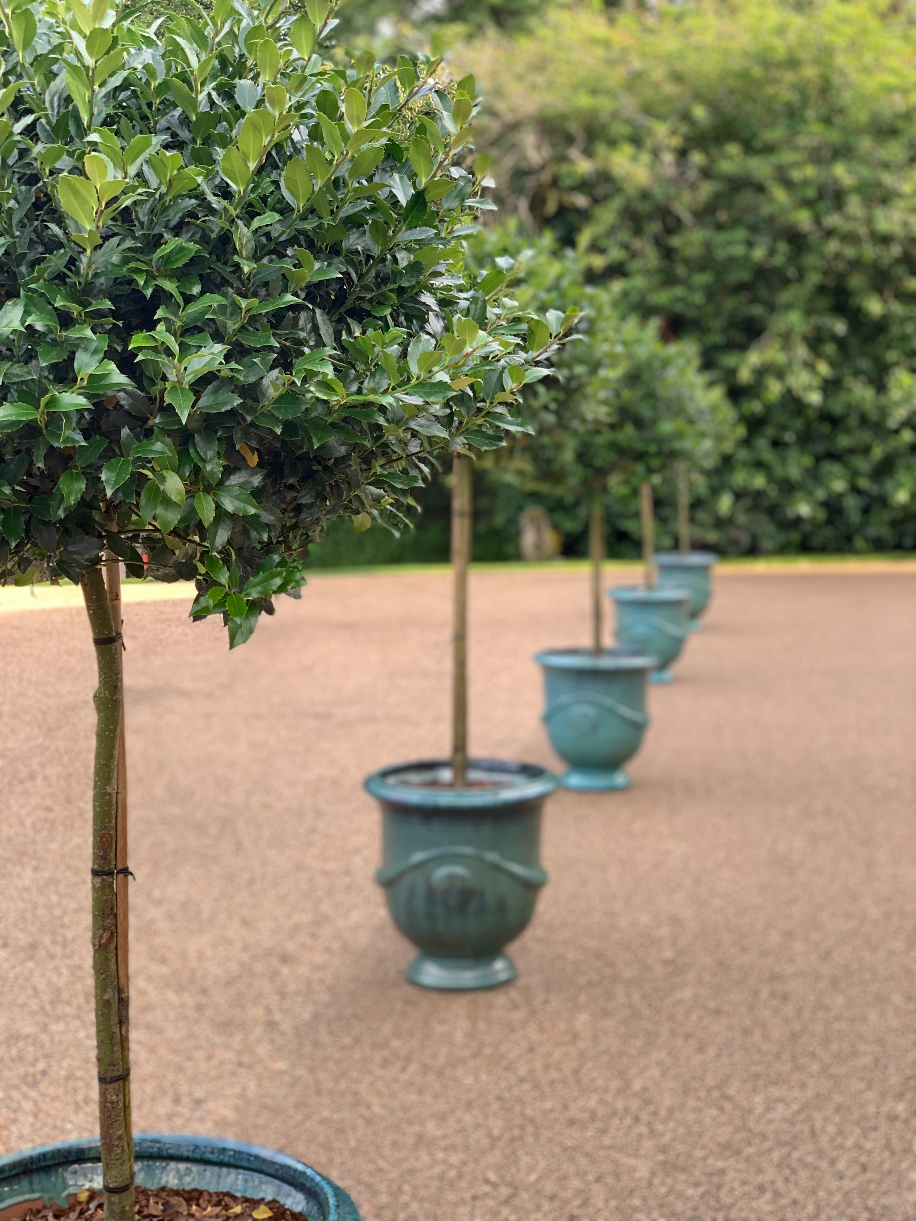 row of bay trees in blue pots
