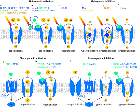 Optogenetic and Chemogenetic Tools for Drug Discovery in Schizophrenia ...