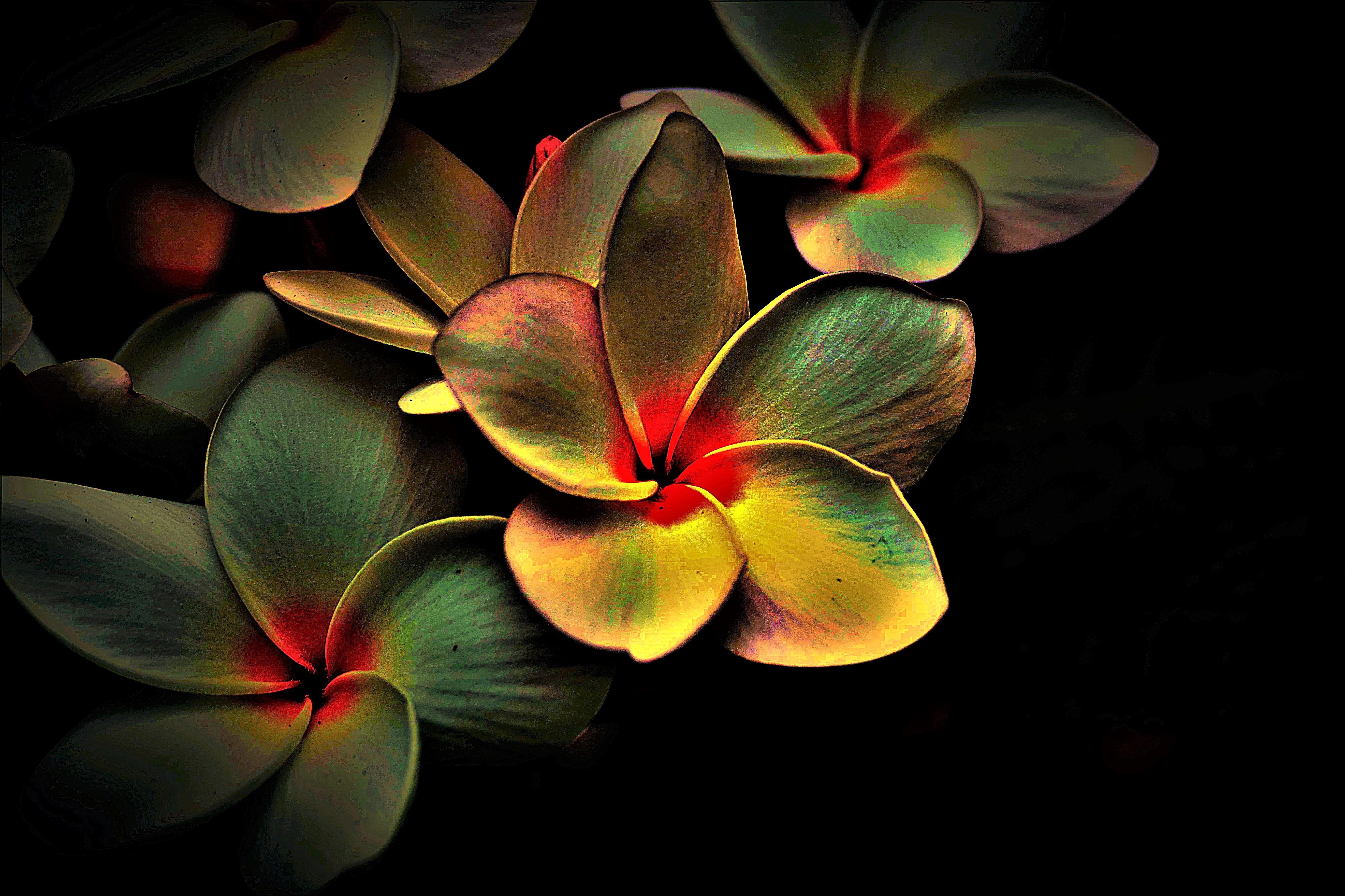 Flores verdes, rojos y amarillos