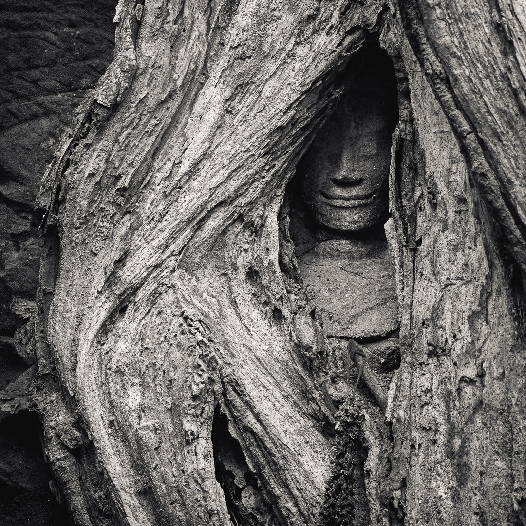 Nymph hidden in tree.