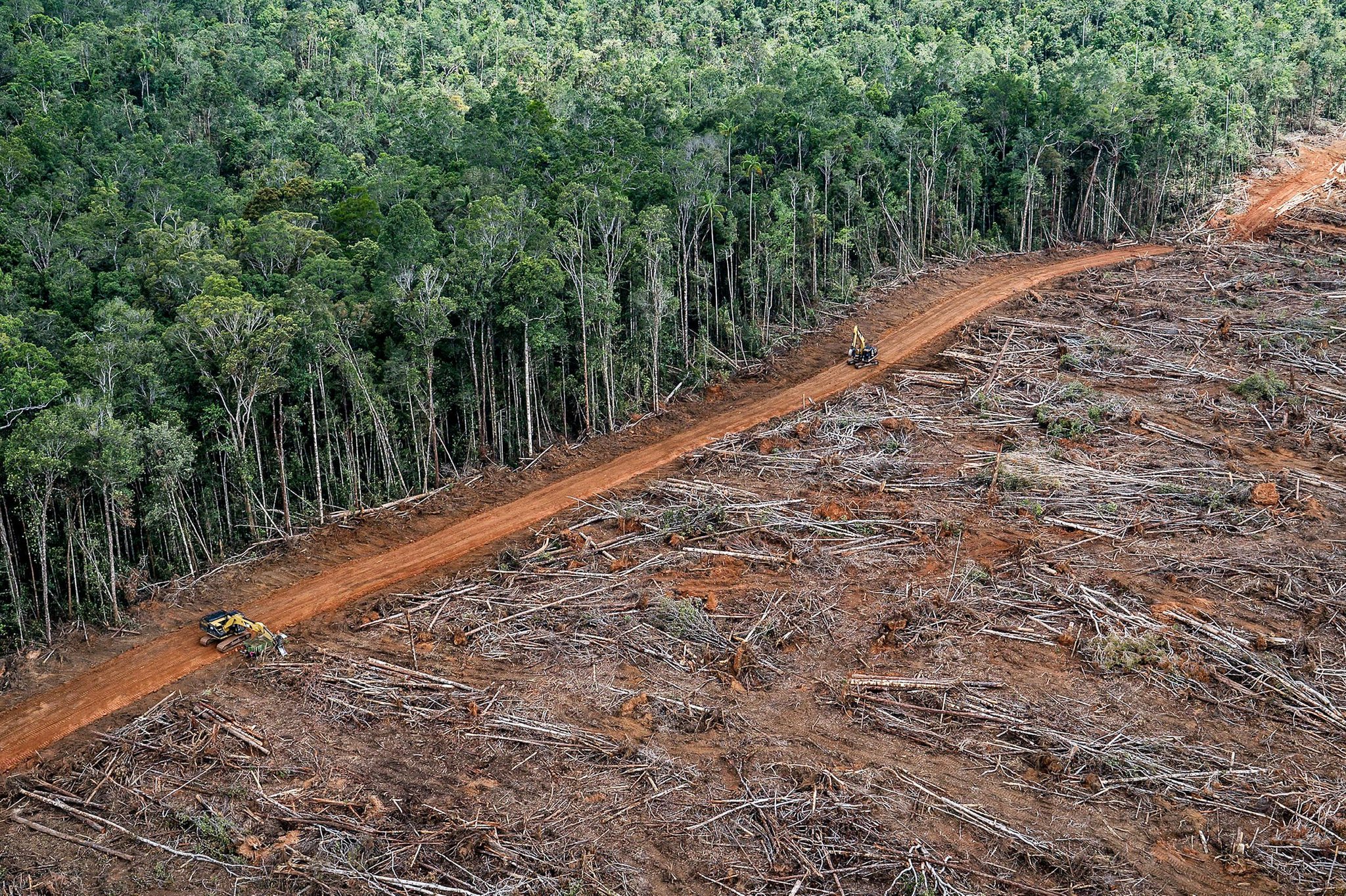 A forest is clearfelled up to a line.