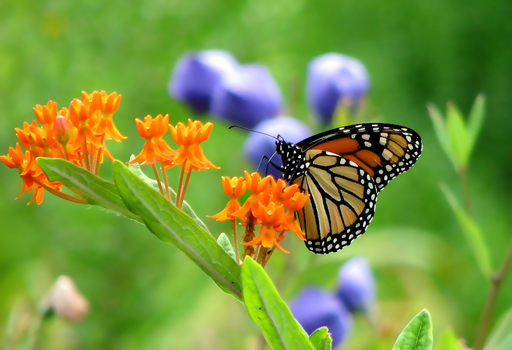 butterfly original