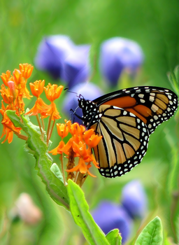 butterfly resized with liquid rescaling