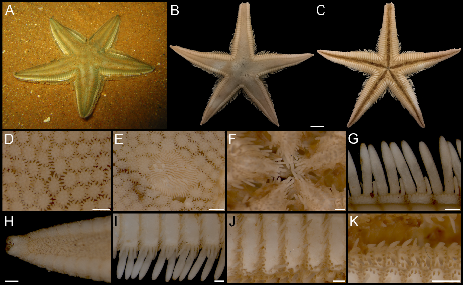 paper_asteroidea paper_asteroidea