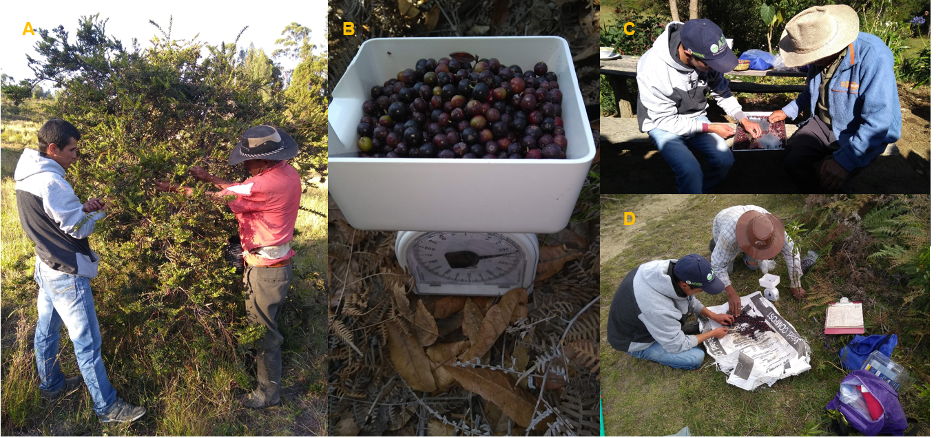 Figura 3. Cosecha, pesado y selección de frutos de agraz en el municipio de Ráquira, Boyacá.