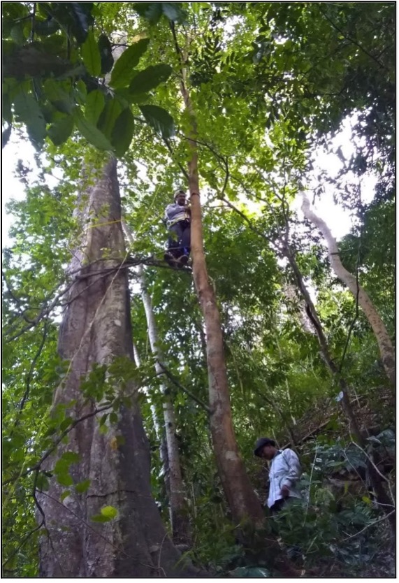 Figura 1. Árbol de guaimaro