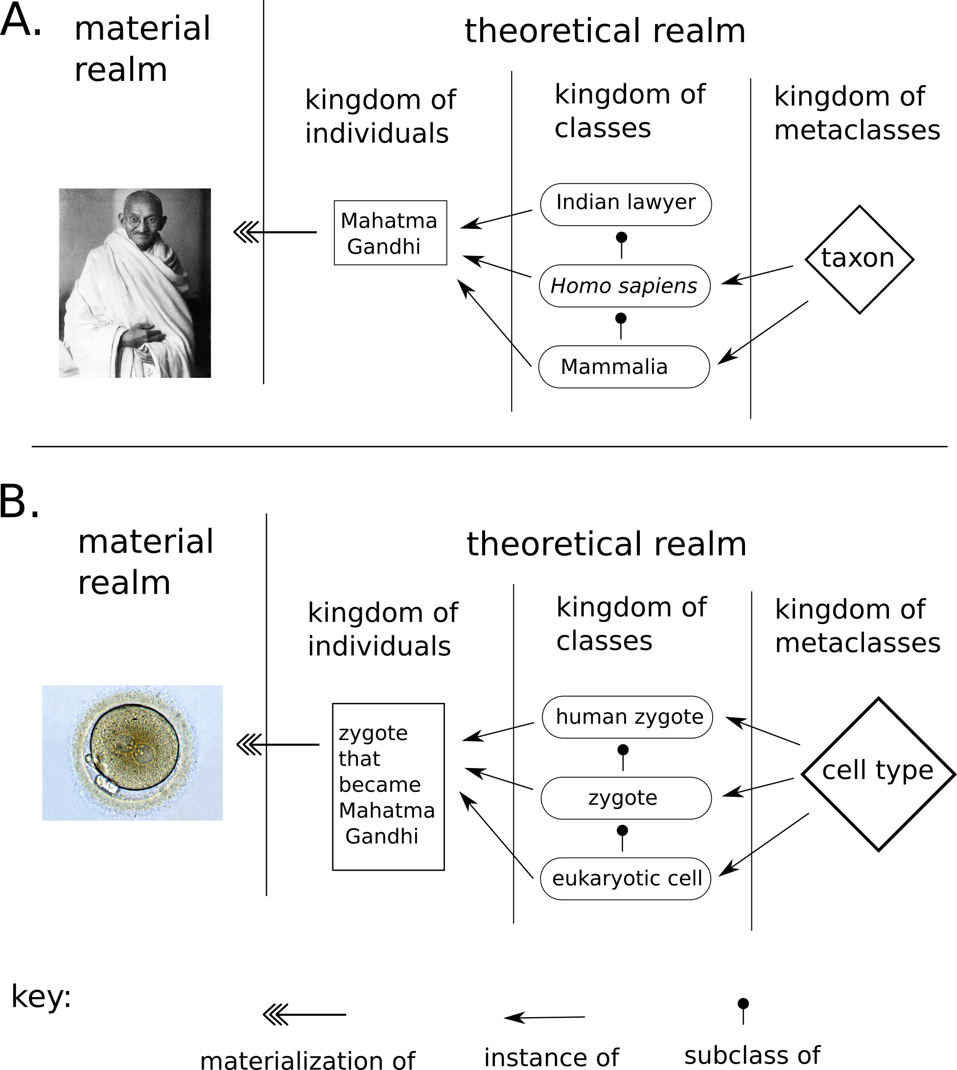 Figure 5: A multilevel theory (MLT) can divide the theoretical realm into different kingdoms. A) A representation of people in the MLT framework as adopted in this work. The theoretical-realm entity “Mahatma Gandhi” is materialized by the material-realm Mahatma Gandhi. The theoretical individual is considered an instance of multiple classes such as “Indian lawyer” and “Homo sapiens”, which are related to each other via subclass relations. The classes themselves are instances of metaclasses, like “taxon”, a first-order metaclass. B) An analogous representation of the MLT framework, but applied to cells and cell types.