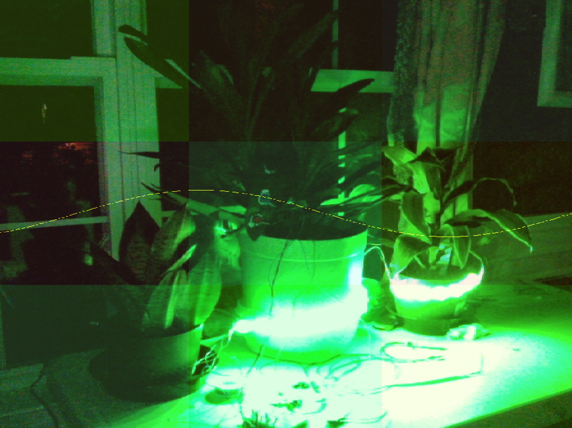 image of plants in green light