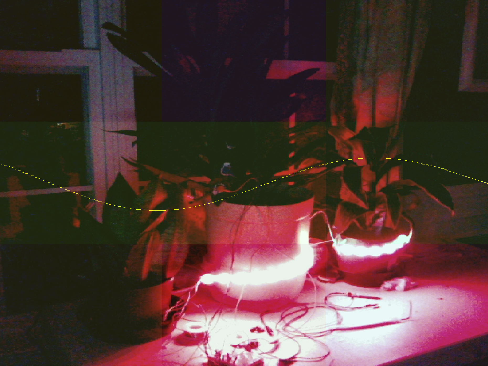 image of plants in red light